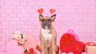 French Bulldog dog with Valentine&apos;s Day heart headbands