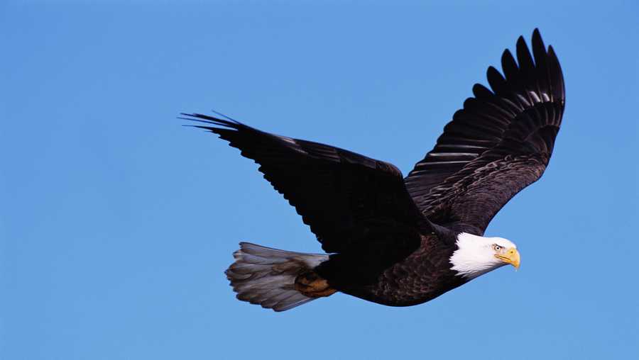 Sanibel-Captiva Conservation Foundation announces record-breaking bald ...
