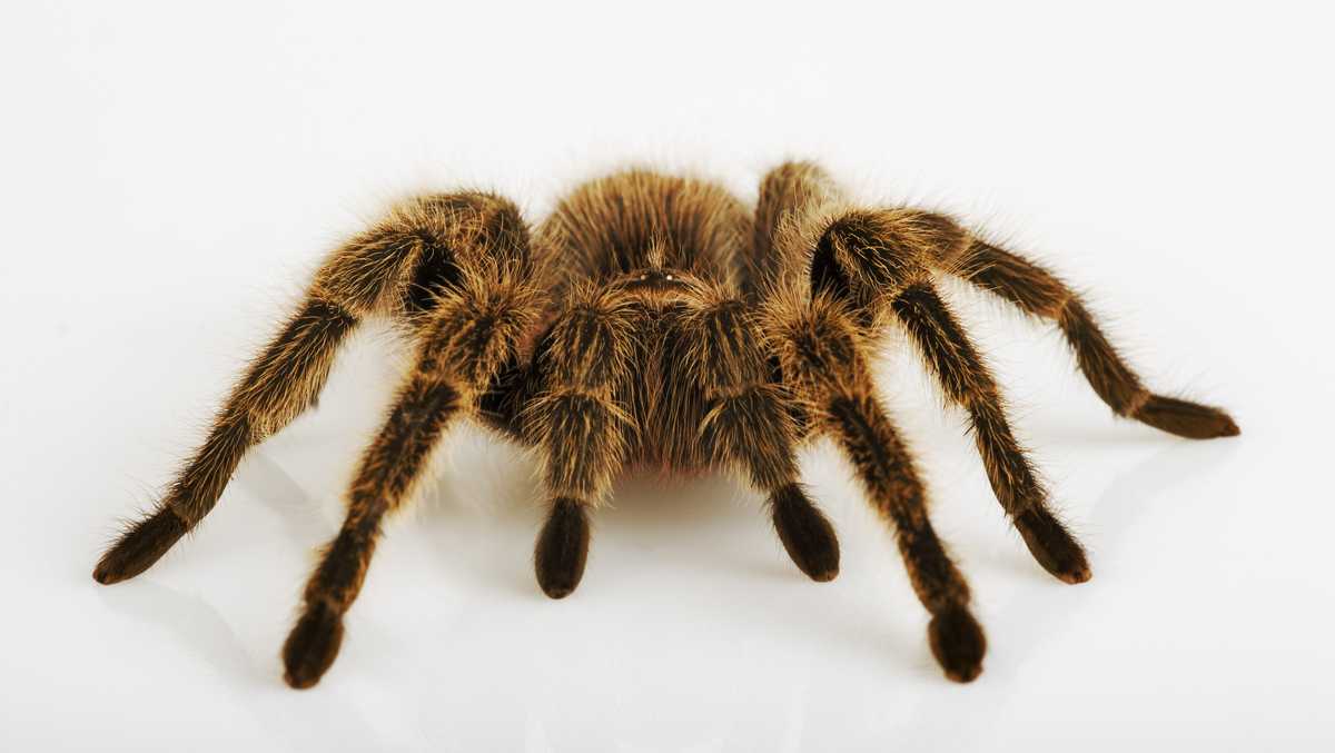Tarantula Crossing Road has been blamed for an accident that put someone in the hospital