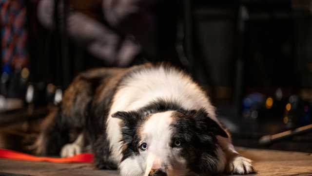 Messi the dog will not be attending the Oscars, reports say - Vimarsana News