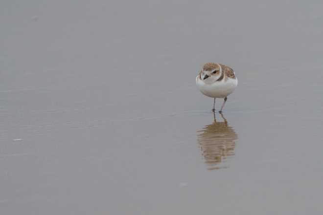﻿Snowy plover