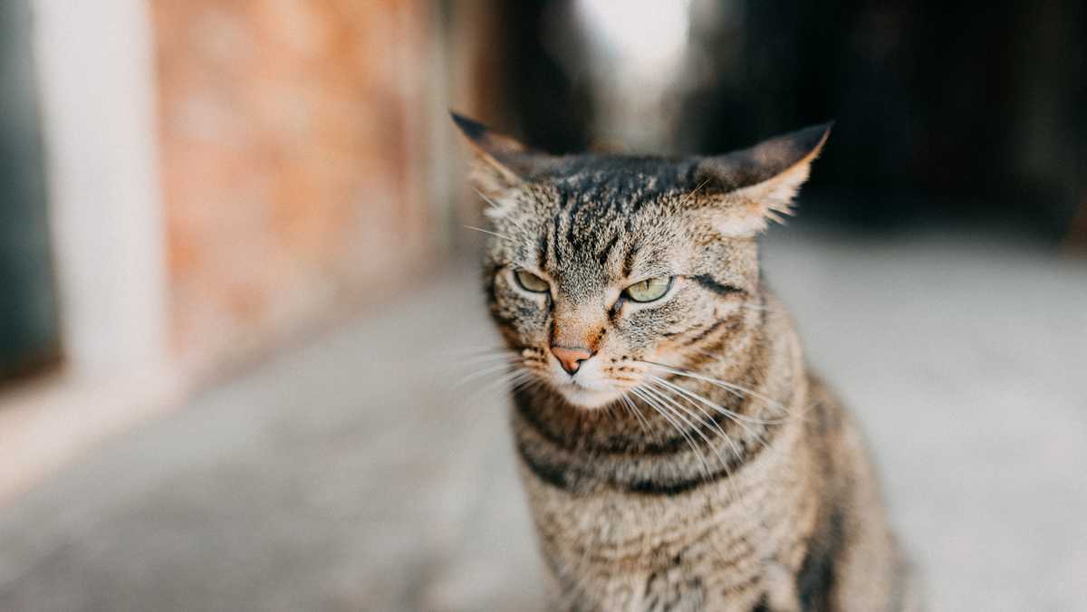 Animal rescue offers Valentine's Day fundraiser to neuter cats named after exes