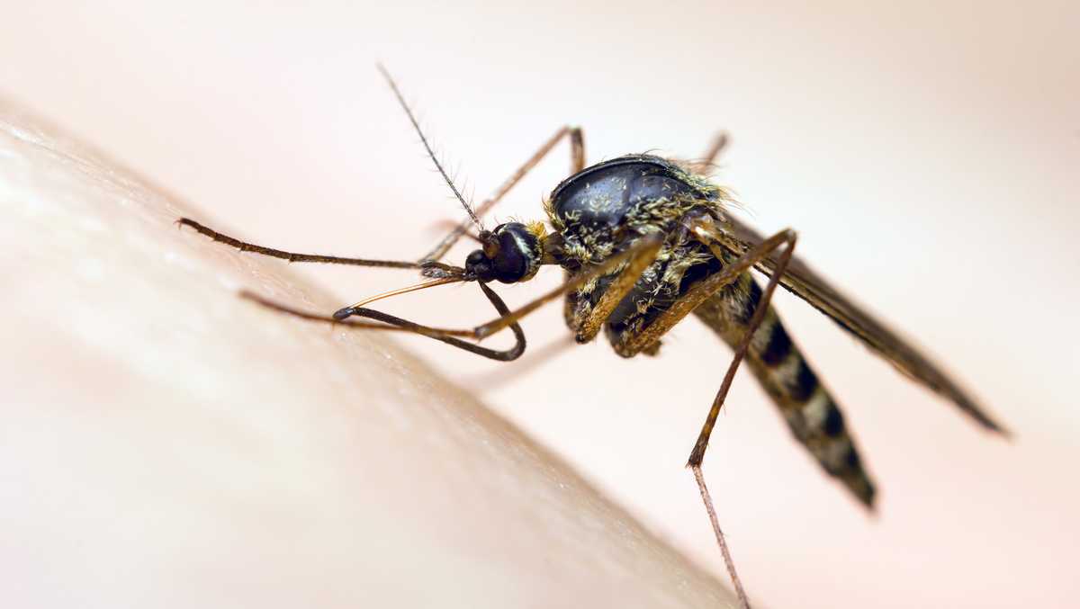 Le virus du Nil occidental a été découvert à Cincinnati grâce à des échantillons de moustiques