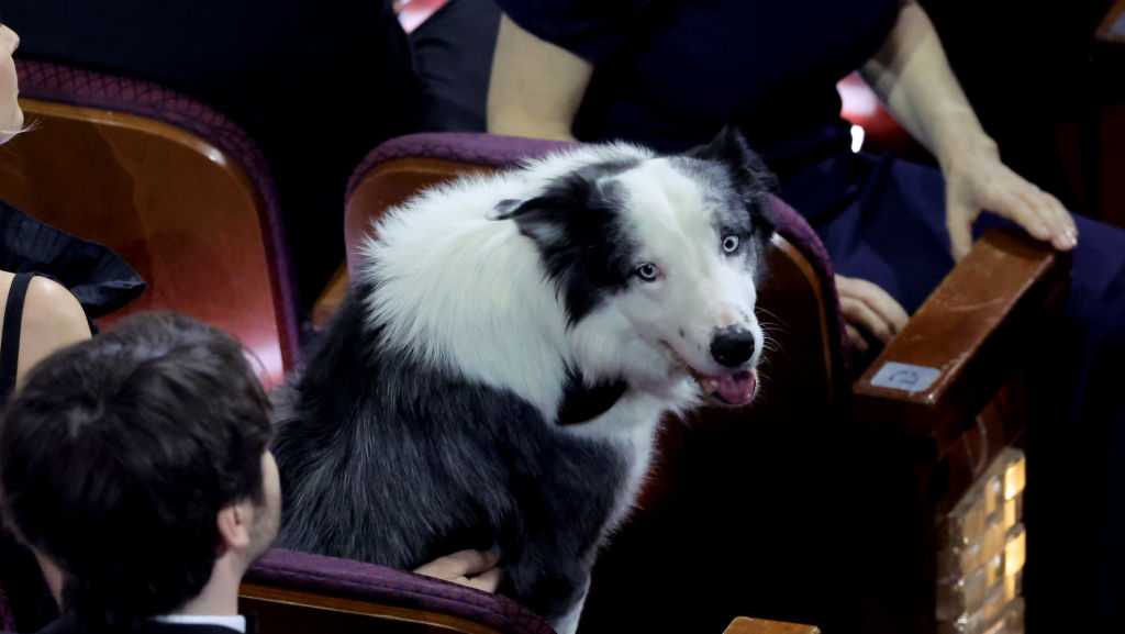 Dog star Messi steals Oscar spotlight during opening monologue - KETV