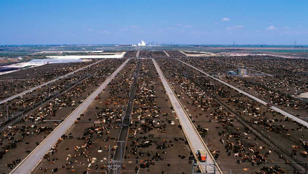 US plans to open a fly factory in Texas to fight a flesh-eating parasite