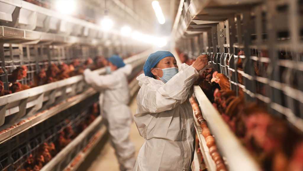 Bird flu is rampant in animals. Humans ignore it at our own peril