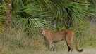 Florida Panther in the Big Cypress