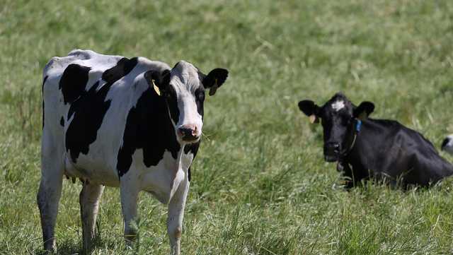 This veterinarian helped crack the mystery of bird flu in cows - Vimarsana News