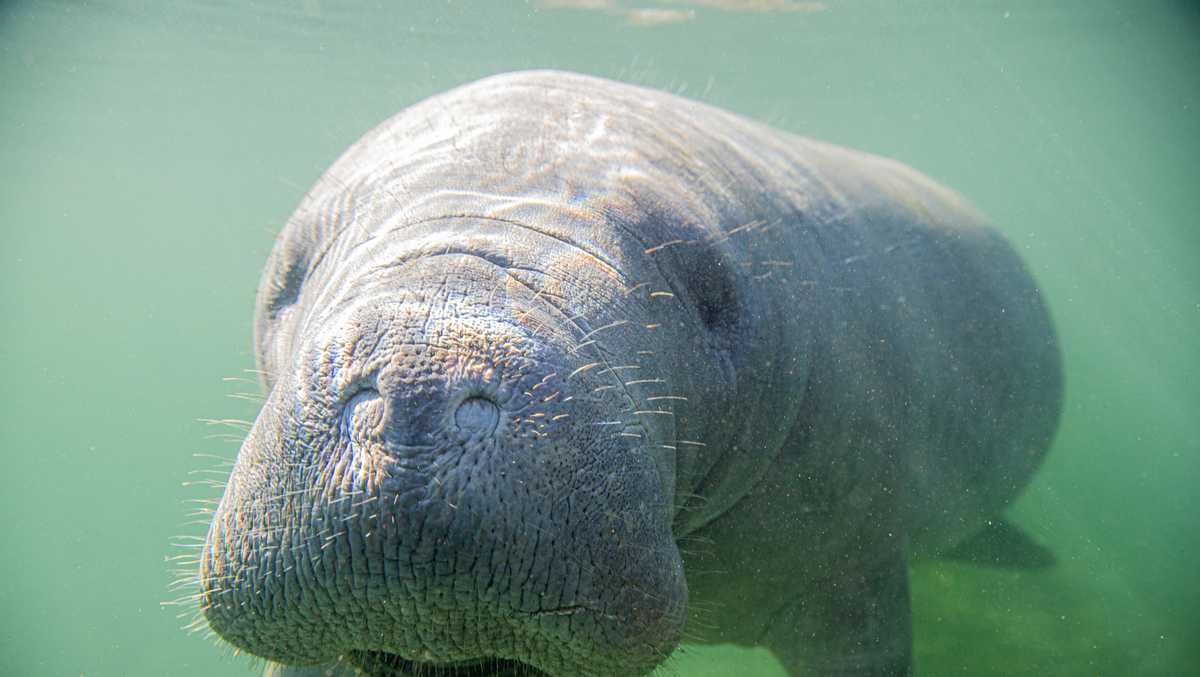 FPL power plant shutdown may be tied to increased manatee deaths in Lee County
