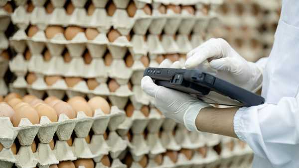 Real-time Production Data and Increased Efficiency with Poultry and Eggs Layer Management Solution. Close-up shot of a production line worker using a tablet to input quantity data of fresh eggs on a package after the sorting and packing process.