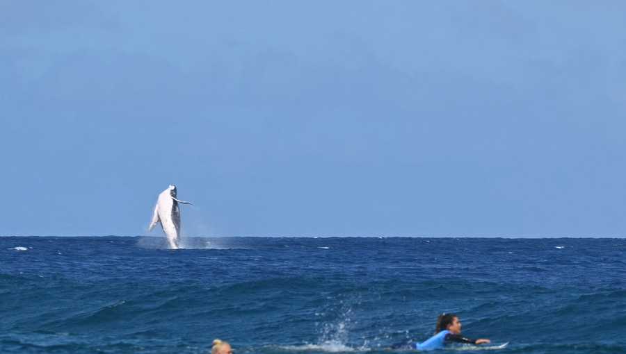 Paris Olympics Whale breaches during women’s surfing semifinals