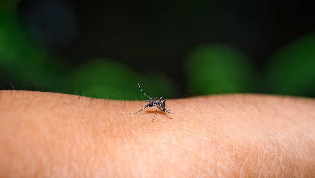 New Mexico officials warn West Nile virus remains a threat in parts of the state