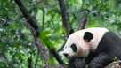 Giant Panda in China