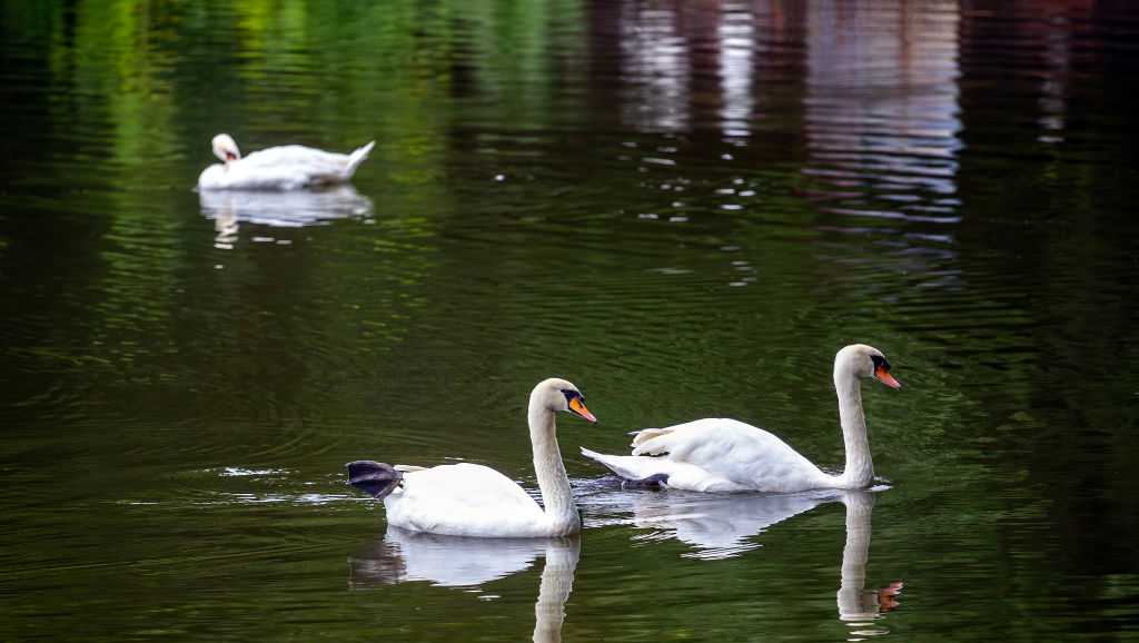 Sacramento County park closed after dozens of swans discovered useless