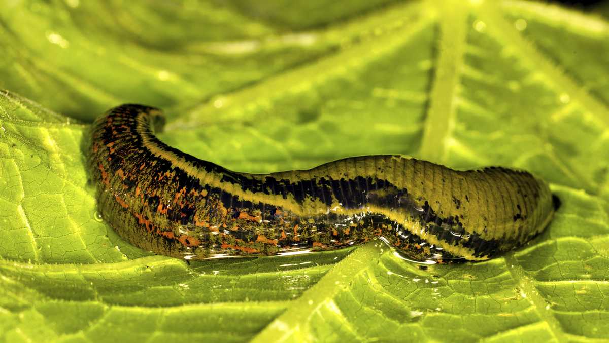 Central Florida zoo lets you name leech, barnacle and more after your ex for Valentine’s Day