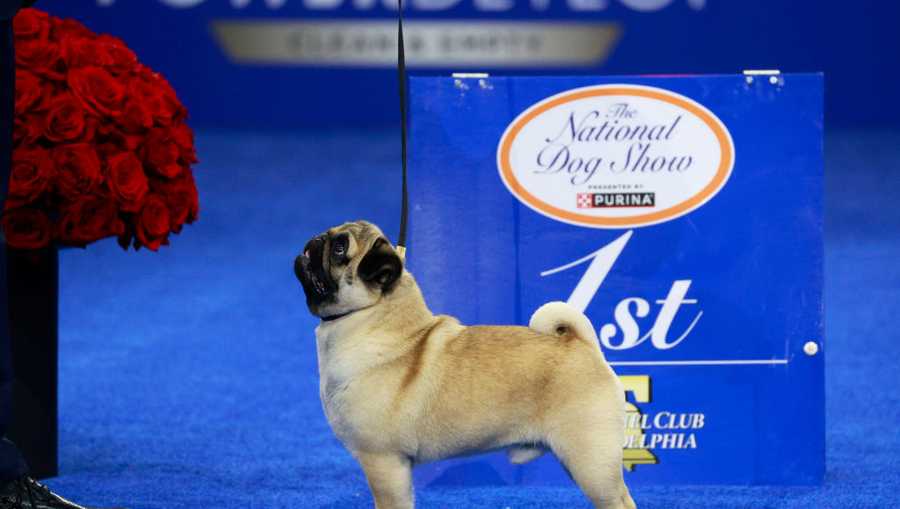 Vito the pug wins National Dog Show 2024