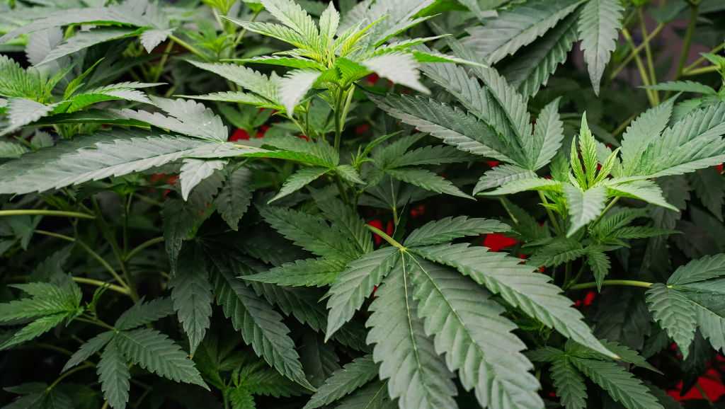 Alabama parents demand medical cannabis access for child