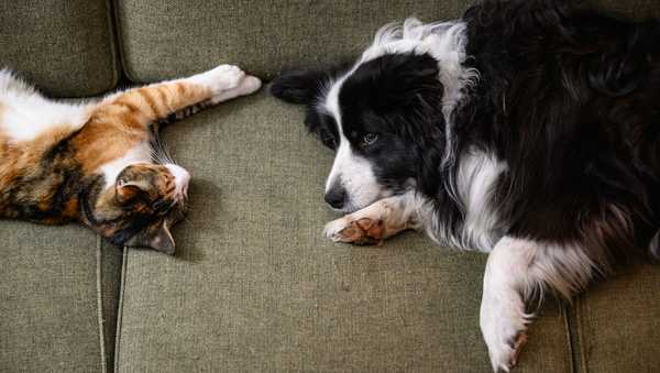 05 December 2024, Brandenburg, Sieversdorf: A cat and a dog (Border Collie) are lying close together on a sofa in an apartment. Photo: Patrick Pleul/dpa (Photo by Patrick Pleul/picture alliance via Getty Images)