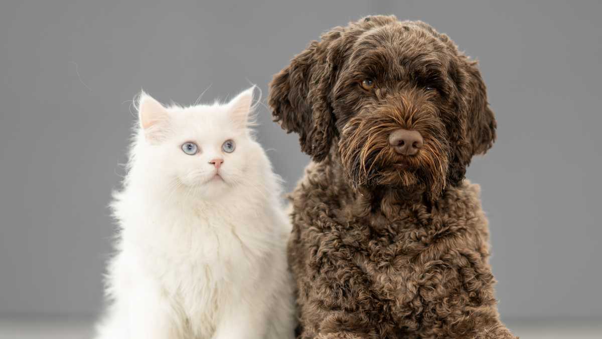 What to know about 48-hour pet sale What to know about 48-hour pet sale