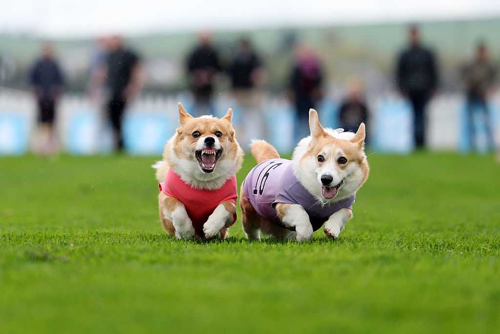 Queen Elizabeth II's favorite dogs race for glory in Britain's Corgi Derby