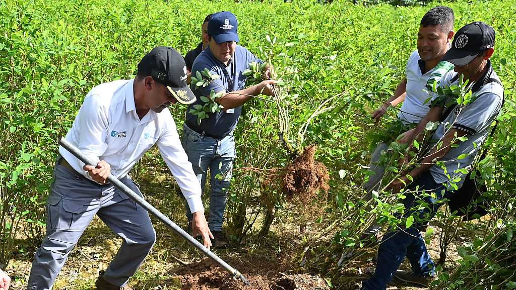 Colombia will use drones to destroy coca crops as it grapples with record cocaine production