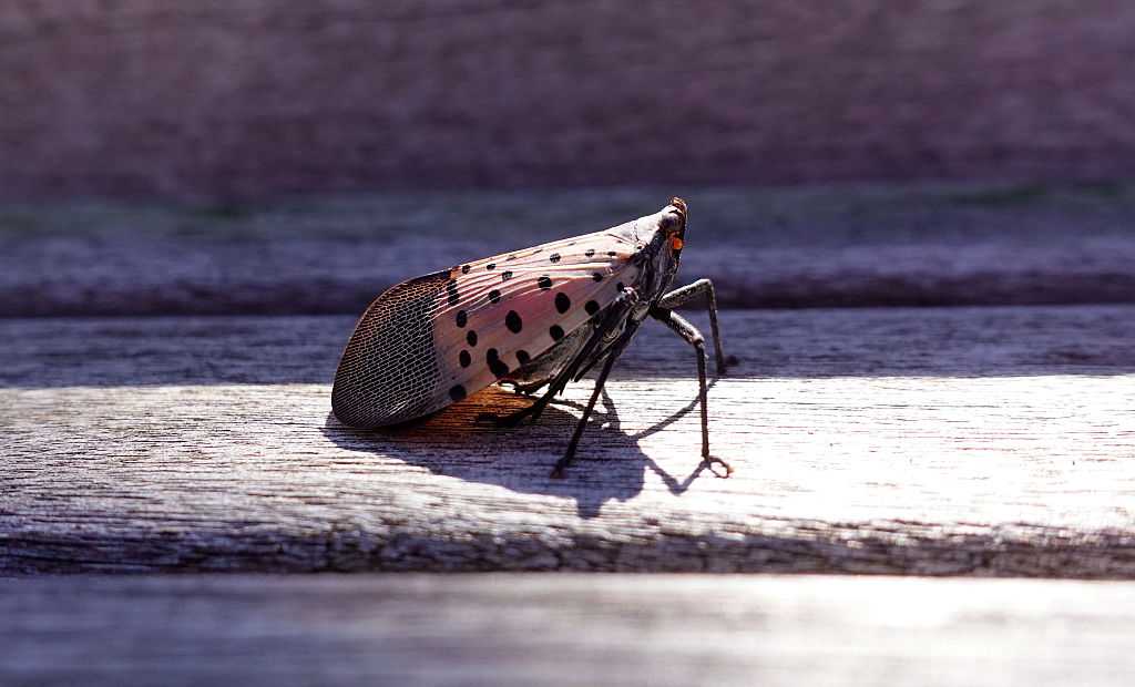 wlwt.com - Emily Sanderson - ODA issues statewide quarantine to combat spotted lanternfly
