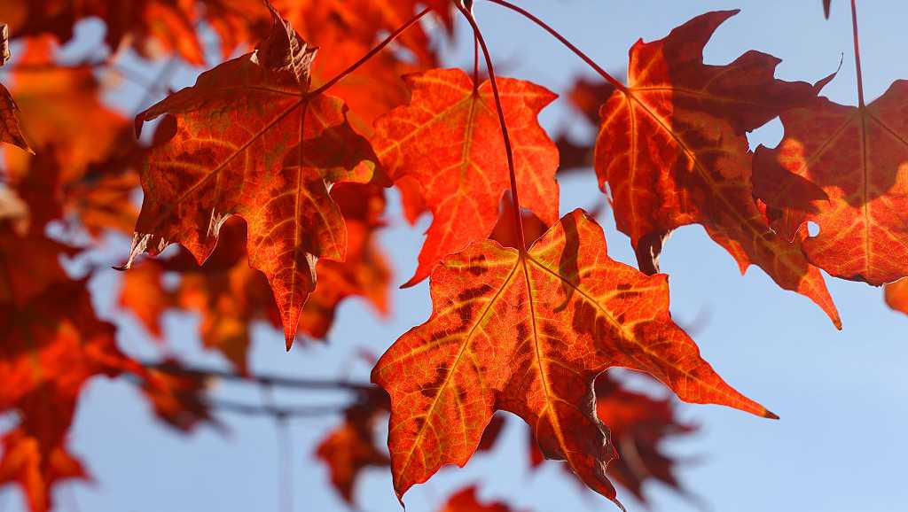 Many mountain areas past peak foliage in Vermont, but some color to be found in valley areas