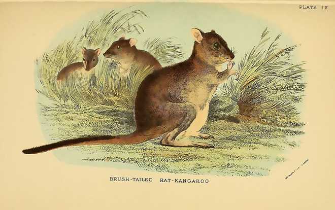A handbook depicting a woylie.
