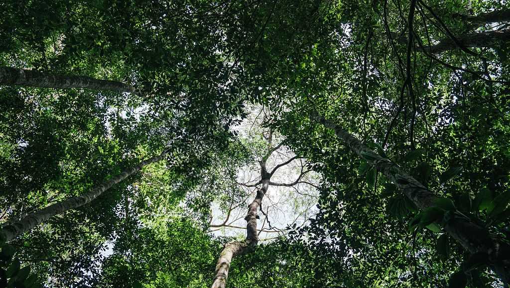 Brazil stumps up billions for its ambitious rainforest fund at UN climate summit