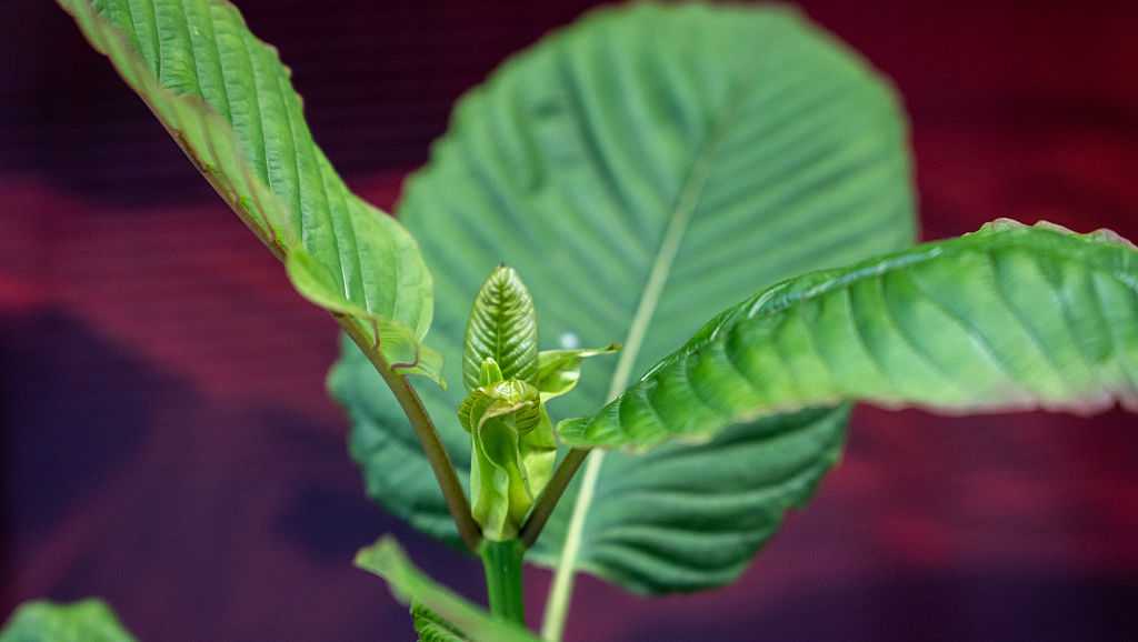 Ohio Gov. DeWine requests kratom compounds to be scheduled as illegal drugs