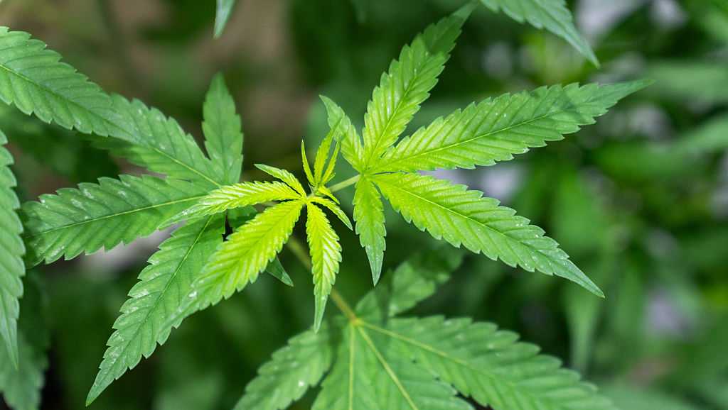 Ohio lawmakers pass bill to change marijuana and hemp rules