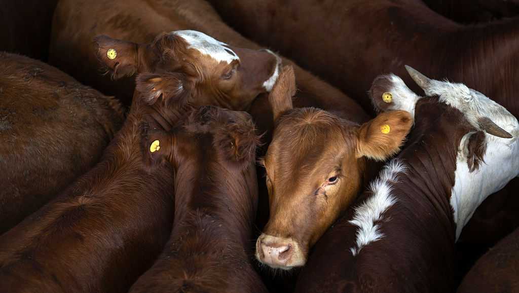How will Trump’s beef deal with Argentina affect Iowa ranchers?