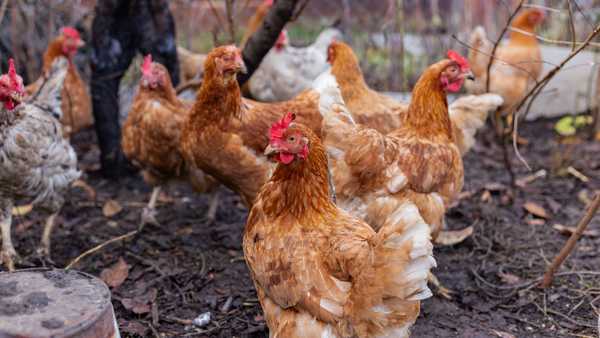 group of brown hens foraging in muddy yard, active pecking and movement, rustic coop elements and scattered