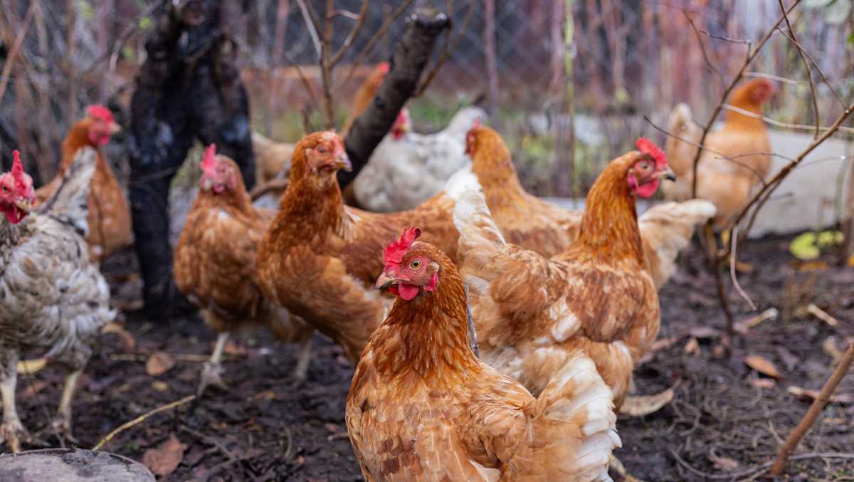 Bird flu found in southeast Iowa backyard flocks