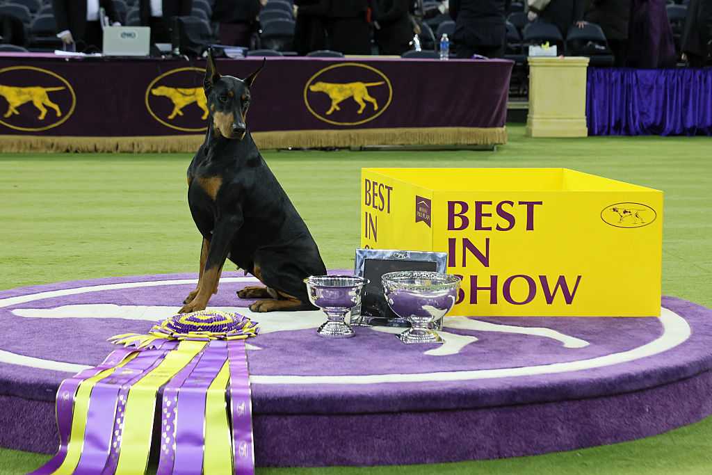 Doberman pinscher named Penny wins best in show at the 150th annual Westminster Kennel Club Dog Show