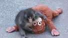 Punch the monkey