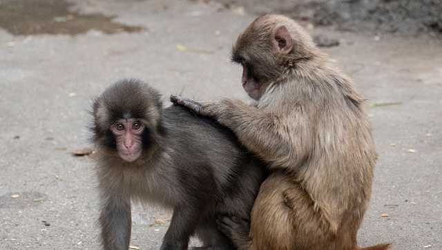 Punch the monkey has a girlfriend