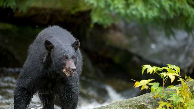 Bear mauls 10-year-old in grandparents' Connecticut backyard - Vimarsana News