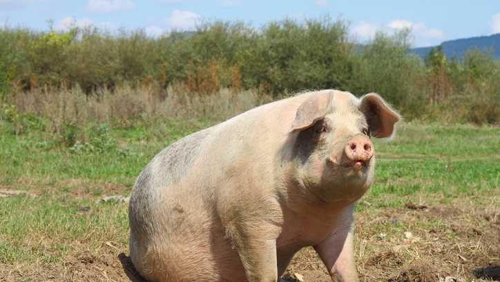 Man accused of slaughtering 400-pound pet pig named Princess that