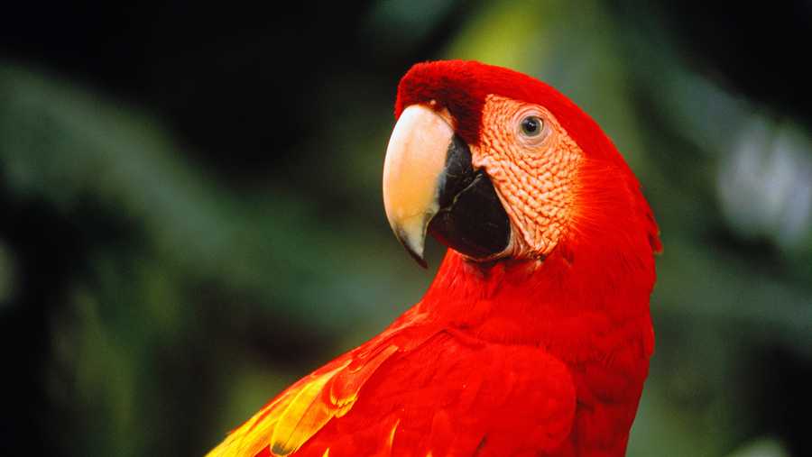 There are 17 species of macaw, and there were several more that are now extinct. They are found throughout the American Tropics.