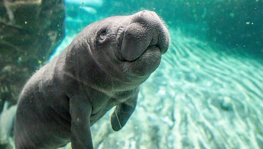 GENOA, ITALY - OCTOBER 01:  A baby manatee plays against the glass in one of the very first public appearances on October 1, 2015 in Genoa, Italy. The baby manatee is the only one in Italy and there are only 10 zoos in Europe with these herbivorous marine mammals.  (Photo by Awakening/Getty Images)