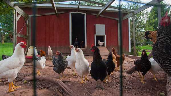 NEW YORK, UNITED STATES - 2011/08/31: Chicken in a chicken coop on a farm in the Catskills near Windham in New York State, USA. (Photo by Wolfgang Kaehler/LightRocket via Getty Images)