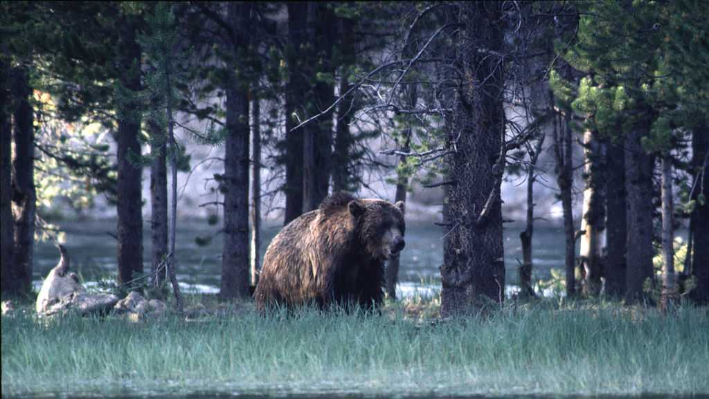 Grizzly bear that killed woman weeks ago euthanized after recently
