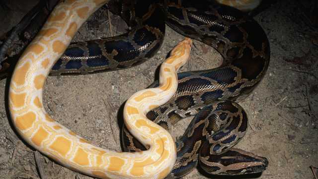 Pomfret man found dead in house with more than 100 snakes - Vimarsana News