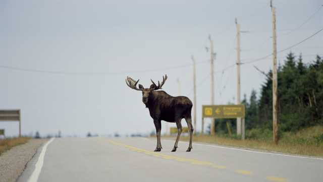 Moose causes two accidents on I-91 in St. Johnsbury - Vimarsana News