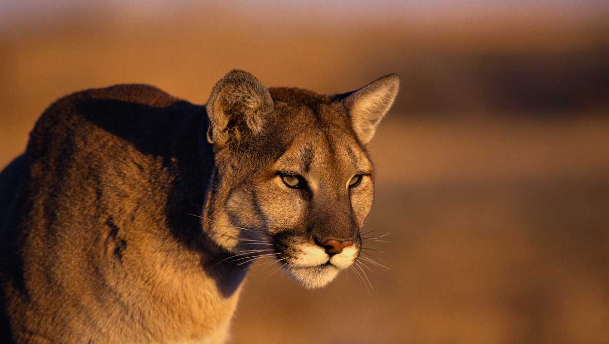 Woman killed in suspected mountain lion attack while hiking in Colorado