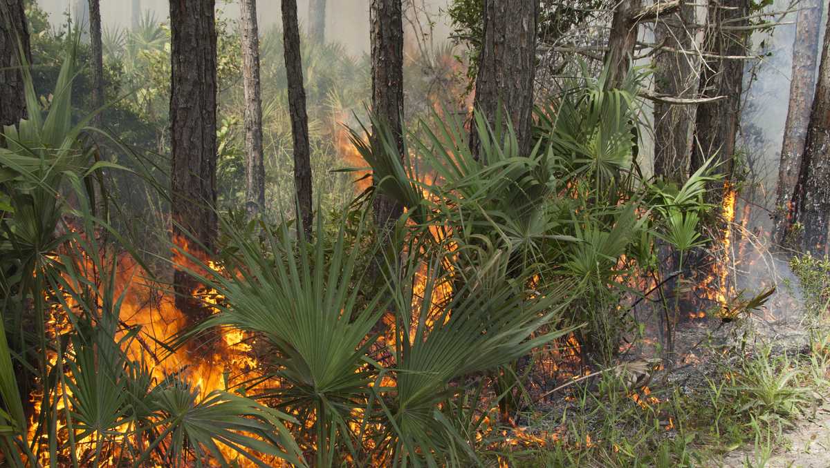 Crews battle brush fire off Immokalee Road in Collier County
