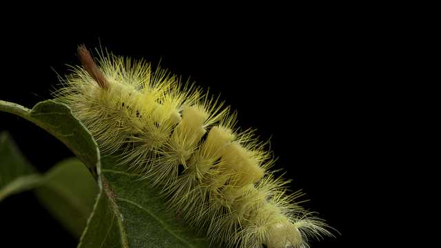 Several hairy caterpillars are making a return to Florida: Do not touch them 