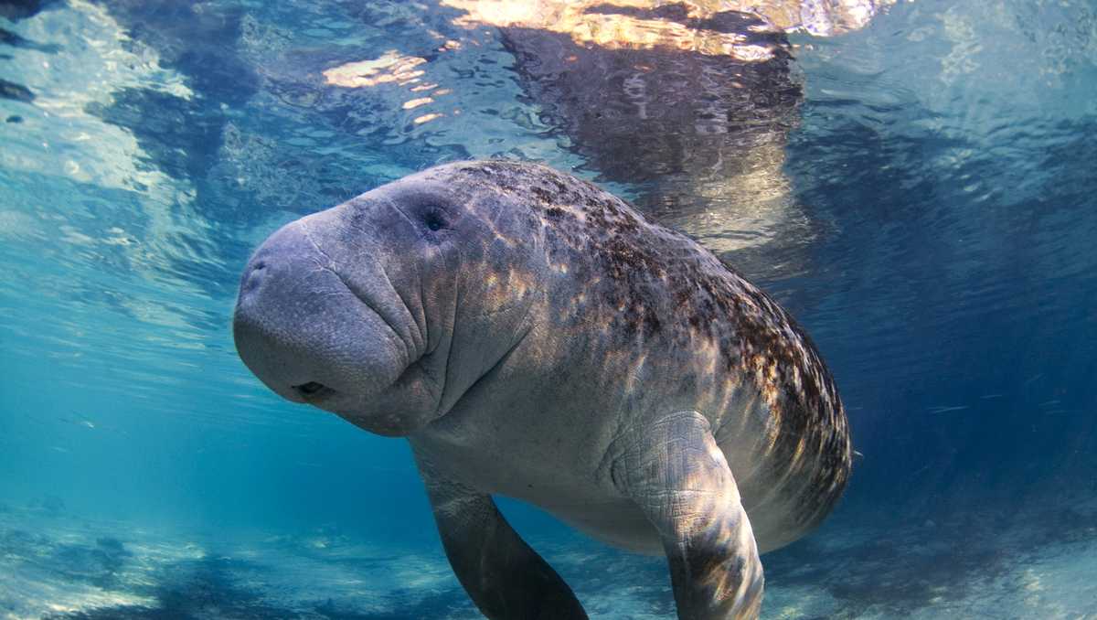 Florida manatee deaths soar as polluted water kills seagrass