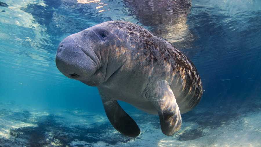 A manatee swims in Three Sisters Spring. Crystal River, Florida